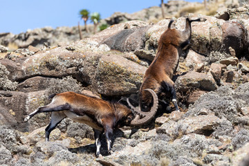Very rare Walia ibex fighting, Capra walia, rarest ibex in world. Only about 500 individuals survived in Simien Mountains in Northern Ethiopia, Africa - obrazy, fototapety, plakaty
