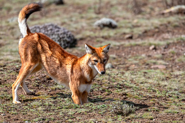 Rare and endemic ethiopian wolf, Canis simensis, hunts in nature habitat. Sanetti Plateau in Bale mountains, Africa Ethiopian wildlife. Only about 440 wolfs survived in Ethiopia