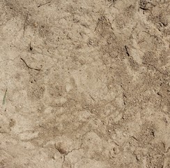 A close view of the dry dirt texture on the ground.