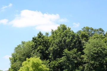 The green trees and the white clouds in the blue sky..