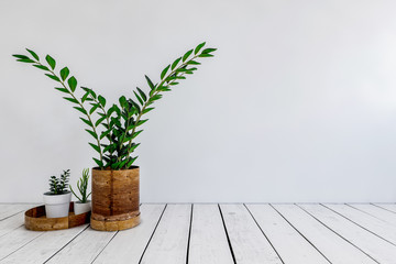 Three green potted plants on white painted floor