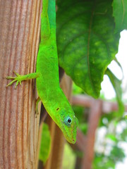 Lézard vert sur une planche