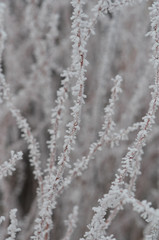 Frosty Dogwood Branches