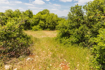 View from the Roe Deer Trail in The Ajloun Forest Reserve in Jordan