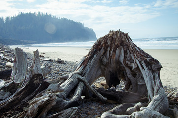 Cape Meares Wood Formation - 284565325