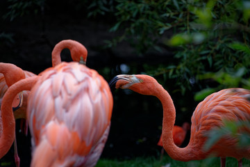 Flamand rose