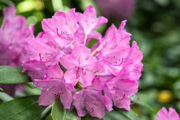 Maro of a Rhododendron