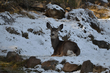 Female Mule Deer - 284565374