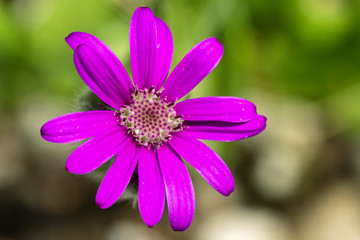 Obraz premium Macro of a senecio macrocephalus