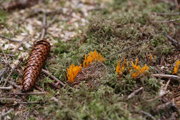Calocera viscosa, commonly known as the yellow stagshorn