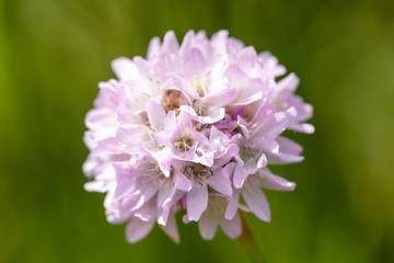 Obraz premium Macro of a Armeria alpina