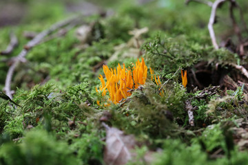 Calocera viscosa, commonly known as the yellow stagshorn