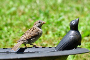 Fototapeta premium Junger Haussperling an der Vogeltränke