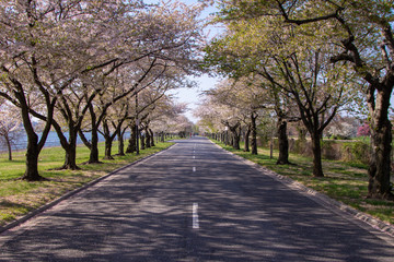 Fototapeta na wymiar Hains Point with Cherry Blossoms, Washington DC