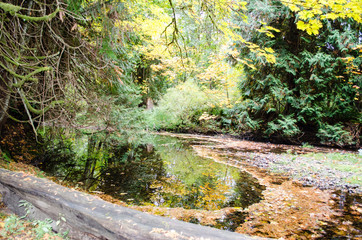 Reflections of autumn