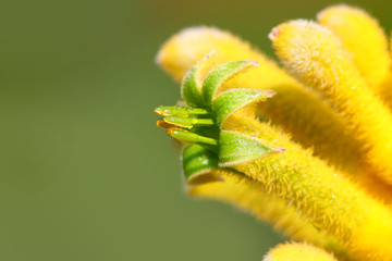 Extreme close up shot flower Pollen and Stamen