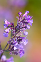 Lavender flowers close up shot