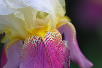 Fototapeta na wymiar Extreme close up shot of Iris flower details