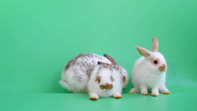 Three adorable little brown pattern bunny rabbit play together on green screen.