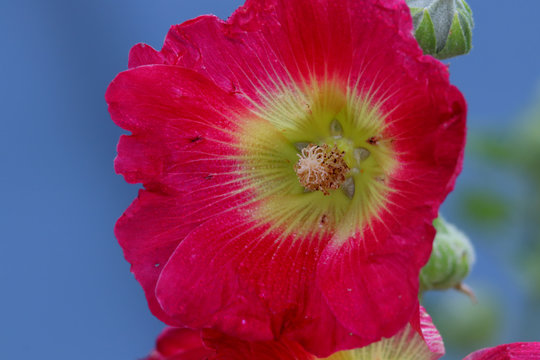 Extreme close up shot of red Hollyhock