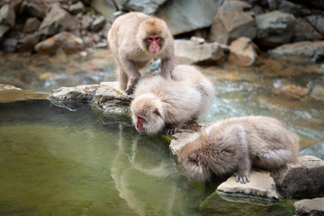 Japanese Macaque monkeys drinking water from the hot spring in the Jigokudani (means Hell Valley)