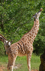 Giraffes Mating Behavior, The Flehmen Response