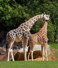 Naklejka na ściany i meble Two Tall Giraffes Lovingly Rub Their Necks Together