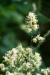Plant Bristles With Pollen Laden Male Anthers Seeking Reproduction