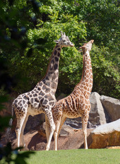 Giraffe Couple