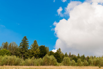Obraz premium Beautiful landscape, trees against the blue sky and clouds
