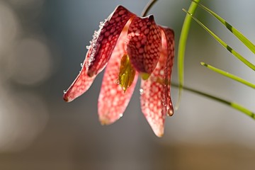Schachblume mit Wassertropfen