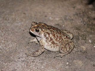 Indian Frog (Luni benga in odia)