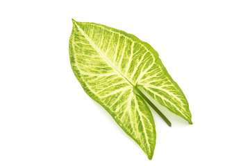 a piece of fresh tender leaves with beautiful patterns on a white background