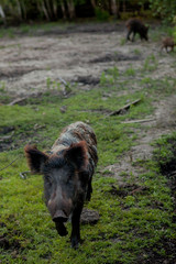 Family Group of Wart Hogs Grazing Eating Grass Food Together.