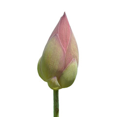 Fototapeta premium Pink lotus flower on a white background