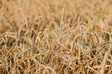 Fields of wheat at the end of summer fully ripe