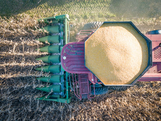 Corn harvesting