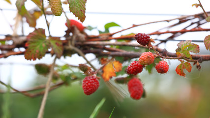 Obraz premium Close up shot of Raspberries on the plant