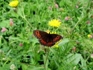 Papillon Moiré blanc-fascié, Arran brown (erebia ligea) posé dans une prairie