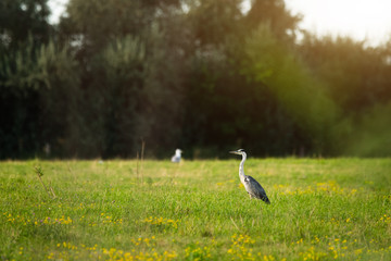Fototapeta premium Grey heron, Ardea cinerea on a meadow