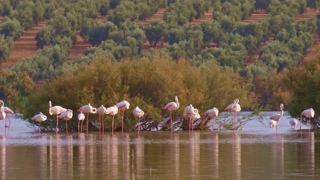 Pink flamingos in the lake. Flock of greater flamingos resting in the shallow waters of an andalusian salty lagoon, beside a big shrub. Beautiful shiny reflections in silvery waters at a cloudy day.