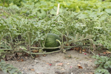 a little green watermelon at a plant in the vegetable garden in summer