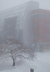 Tree in Blizzard at Ithaca College