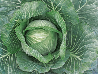 Obraz premium Growing white cabbage, natural background