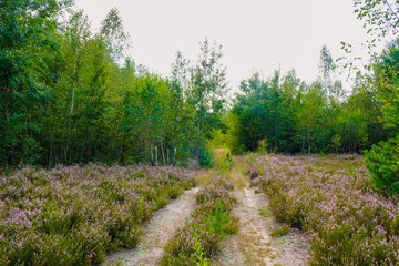 Deserted forest road with purple heather before sunset. Ukrainian nature.
