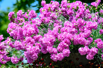 Large group of Dianthus plumarius, known as the common pink, garden pink, or wild pink, in a large garden pot, in a sunny summer day
