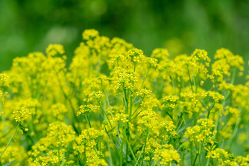 Group of fresh yellow rapeflowers in a spring garden, with soft focus on a blurred green background