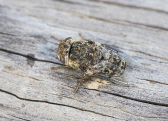 Oestrus ovis the sheep bot fly is a fly that deposits its larvae in the nose of mammals like goats and sheep and can cause serious damage