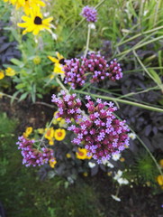 Obraz premium Verbena bonariensis, tall perennial with its purple flowers