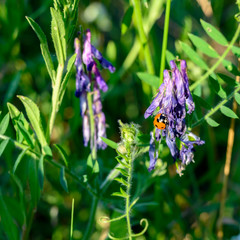 Macro shot of a ladybird (Coccinellidae) crawling on lilac flowers.